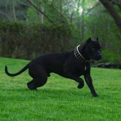 honeybruh:  abducido:  filthywhitebitch:  is this a dog or a panther   Both   Wakandan Pit Bull 