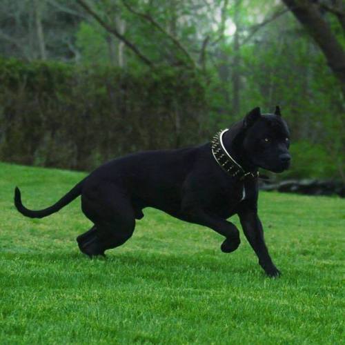 thatpreciousthing:  xekstrin:  astraltailwags:  cryoverkiltmilk:  I need this dog I need this dog to know I love them I need to know the name of this dog  @cryoverkiltmilk  His name is Prague! [x]  vantablack doge   anish kapoor is banned from petting