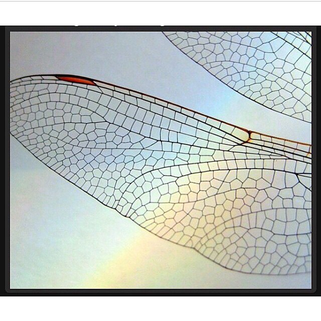 nightsisters:  #naturalbeauty #fractals #sacredgeometry by northboundtrain http://instagram.com/p/v_YjYBjz_I/