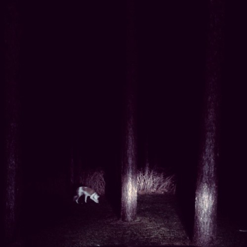 #nature #trees #dark #puppy #waiting