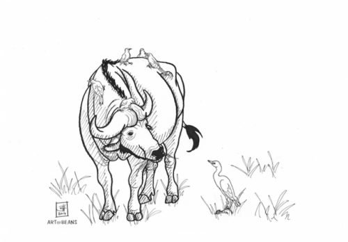 Day 16: cape buffalo“Room for one more?”