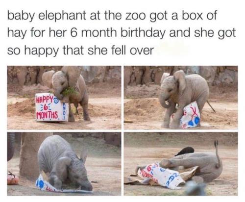 afeelgoodblog:i would’ve given her hay everyday, not just on her birthday