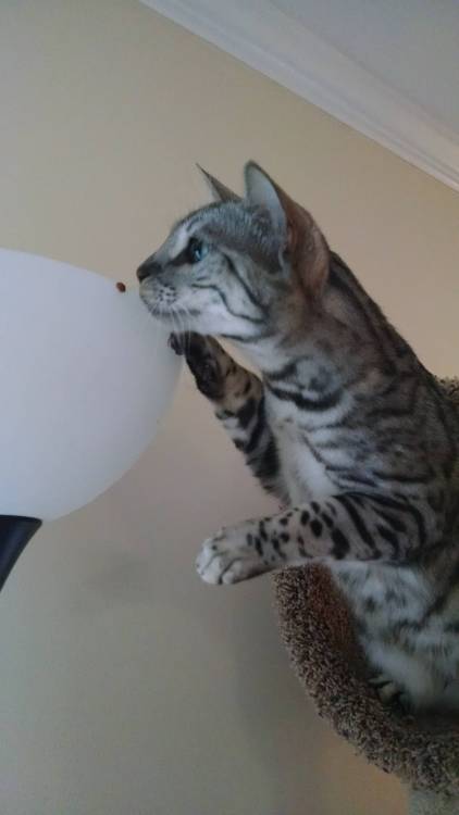 awwww-cute:  She befriended a lady bug and followed it around he house for an hour (Source: http://ift.tt/1PNjxxr)