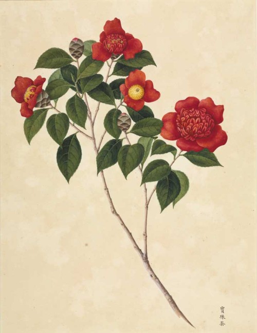 Camellia japonica from the Reeves collection of Chinese botanical drawings, 1812-31. Via NHM 