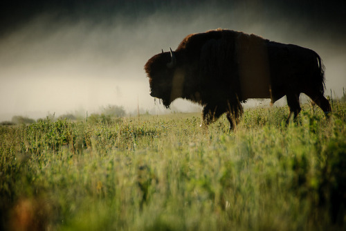 bigfranklittlebeans:Buffalo in the mist by lorenkerns on Flickr.