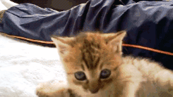 my-teen-quote:  feeling sad? you need this blog on your dash!