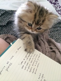  gatsby likes my notebook 