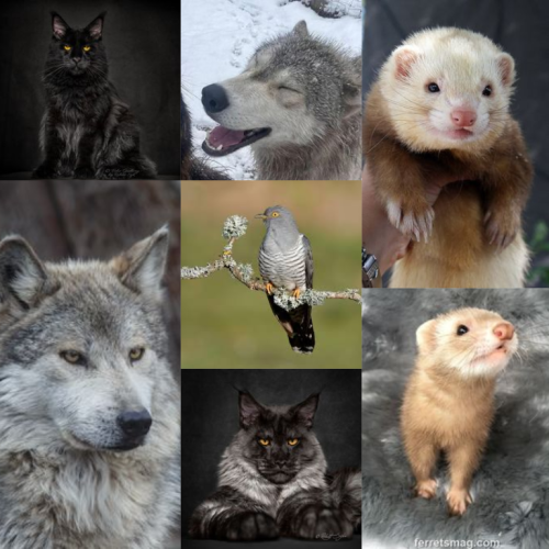 Hey, I'm Back! So, It Actually Did Help Me. I Started To Look Into It, I Found Three More Theriotypes,