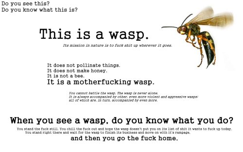 fuckyeahragetoons: wasps
