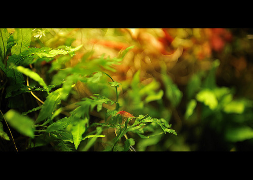 Colour bokeh by Giuseppe Graziano Barone on Flickr.