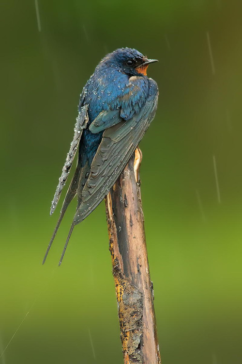 wowtastic-nature:   Swallow in the rain on 500px by Roberto Becucci, Castelnuovo Magra, Italy☀  Cano