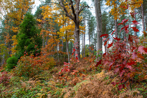 autumn colours