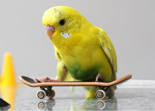 danceswithjoints:  so fly ~