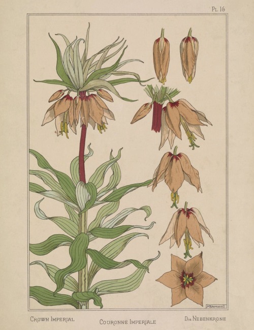 La plante et ses applications ornementales / plants and their application to ornament.1897.Edited by