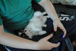 awwww-cute:  The true gaming companion