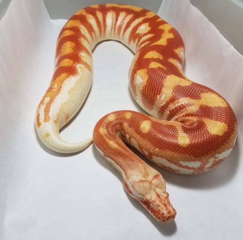 cup-noodle:A beautiful albino blood python by Elijah Armas.