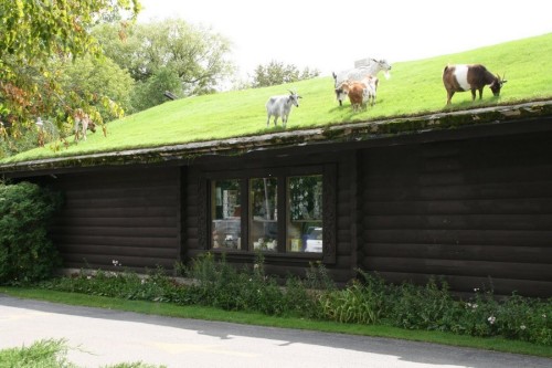 susancutie: This is a restaurant in Door County, Wisconsin and those are goats eating grass off of a