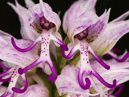 8 of the world’s most bizarre flowers: