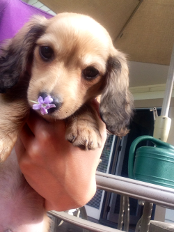 supremacy-of-nature:  Milo got a flower stuck on his nose today 