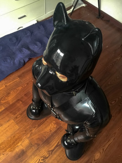 lxzentai2012:  woof!