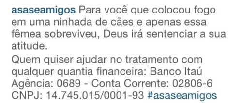 brasileirinhaa:  Sou extremamente apaixonada por qualquer tipo de animal, desde elefante até a barata. Não aceito nenhum tipo de agressão contra eles. Muito menos contra um filhote de cachorro tão inofensivo. Eu desejo a quem tomou essa postura, muita