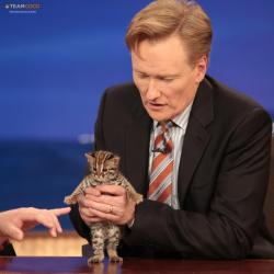 awwww-cute:  Asian Leopard Cat Kitten