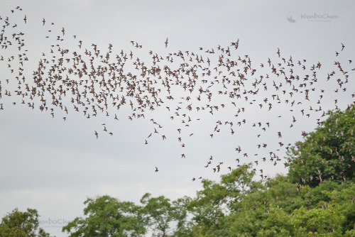 smallest-feeblest-boggart:wenbochenphoto:Bats leaving their cave at dusk, millions of them. (Thailan