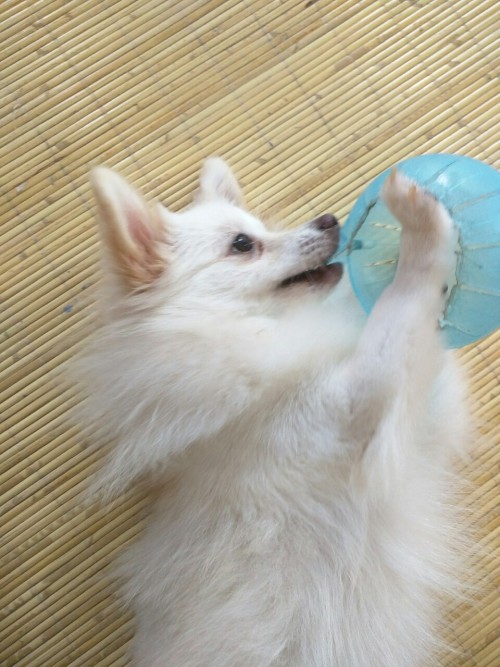 Say Watchu Want But My Dog Should've Been A Supermodel. LOOK AT DAT POSES SHE DID LIKE SERIOUSLY Rere
