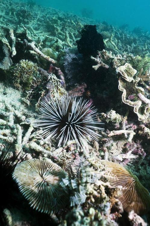 horizvns: Banded Sea Urchin | Georgette Douwma