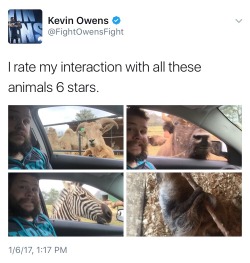 wrestlebearowens:If you don’t think Kevin Owens is the most adorable man alive, you’re delusional