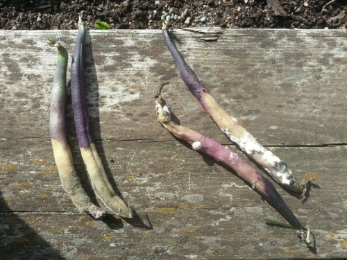 Bean pods (Phaseolus vulgaris var. nanus) on the left side are infected by grey mold (Botrytis ciner