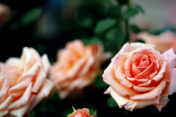 floralls:  by //sarah
