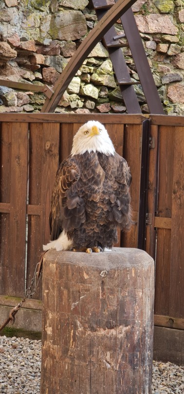 Porn todays bird photos