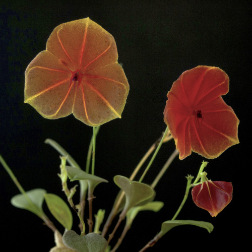 eriospermum