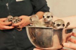 babyanimalsinbowls:  Baby Meerkats in a bowl