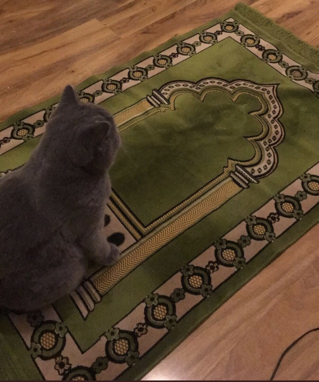 lovetalkmp3-deactivated20191030:        rb muslim cat for good luck 🥺 