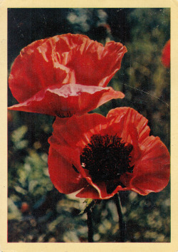 sovietpostcards:  Alpine poppies (1964) 