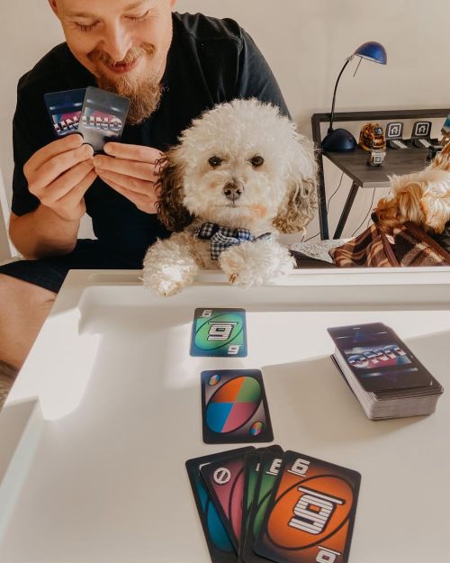 Butters has discovered a love for UNO! • #UNO #UNOIconic #UNOCards #GameTime #FunTime #ToyPoodl