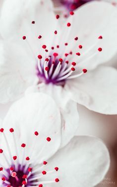 Flowers:  http://dlvr.it/BXBD1x