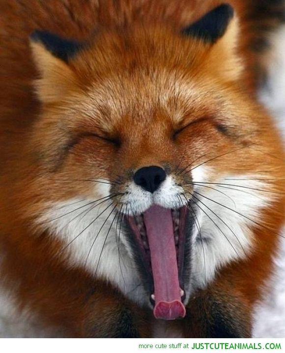 thelittleredfox:Happy foxes request.&lt;3