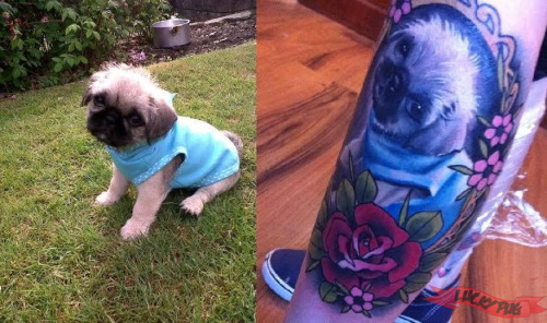 Top 50 Shih Tzu Tattoos of AllTime  The Paws