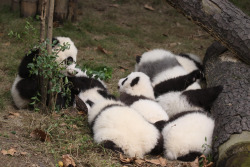 giantpandaphotos:  Ai Li, Jun Jun, Zhen Zhen, Qiao Qiao, Suang Xin, Shuang Xi, Cheng Da and Liu Yi at the Chengdu Panda Base (Sunshine Nursery) on November 17, 2011. © Jeroen Jacobs. 