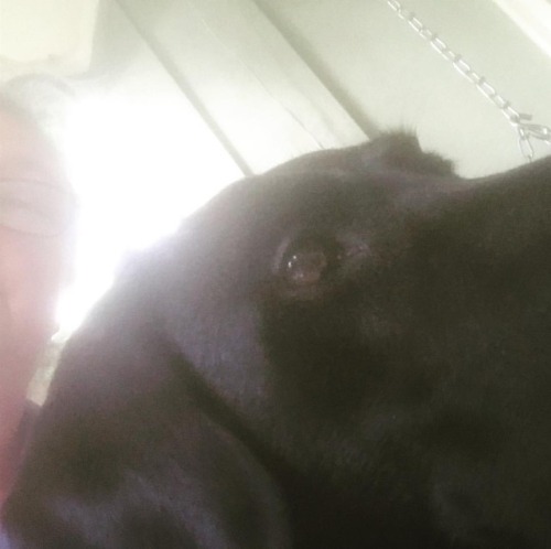 Morning selfie with uncooperative dog. #goodboycelo #labradorretriever #labsofinstagram (at Ashevill