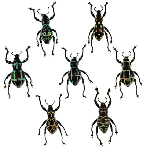 Easter egg weevilsScientific name: Pachyrrhynchus spp.Distribution: Philippine regionCollection