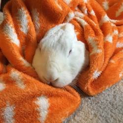 abunaday:  A cuddle in a blanket. #bunny