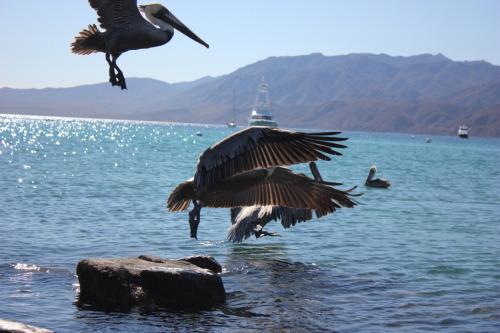 Pelicans are cool. Took these in the Baja California, Mexico.