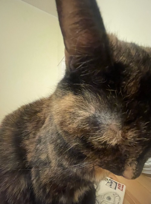 Can U Do A Drabble Or Hcs On Cuddling Ellie?