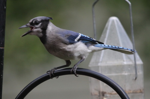 verybluebirdy:juvenile blue jays at the feeders