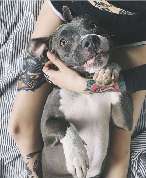 Sex aww-so-pretty:  Dogs? Tattoos? Cats? Where? 😍😍 pictures