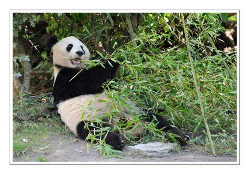 playing the bamboo flute… by Josef Gelernter